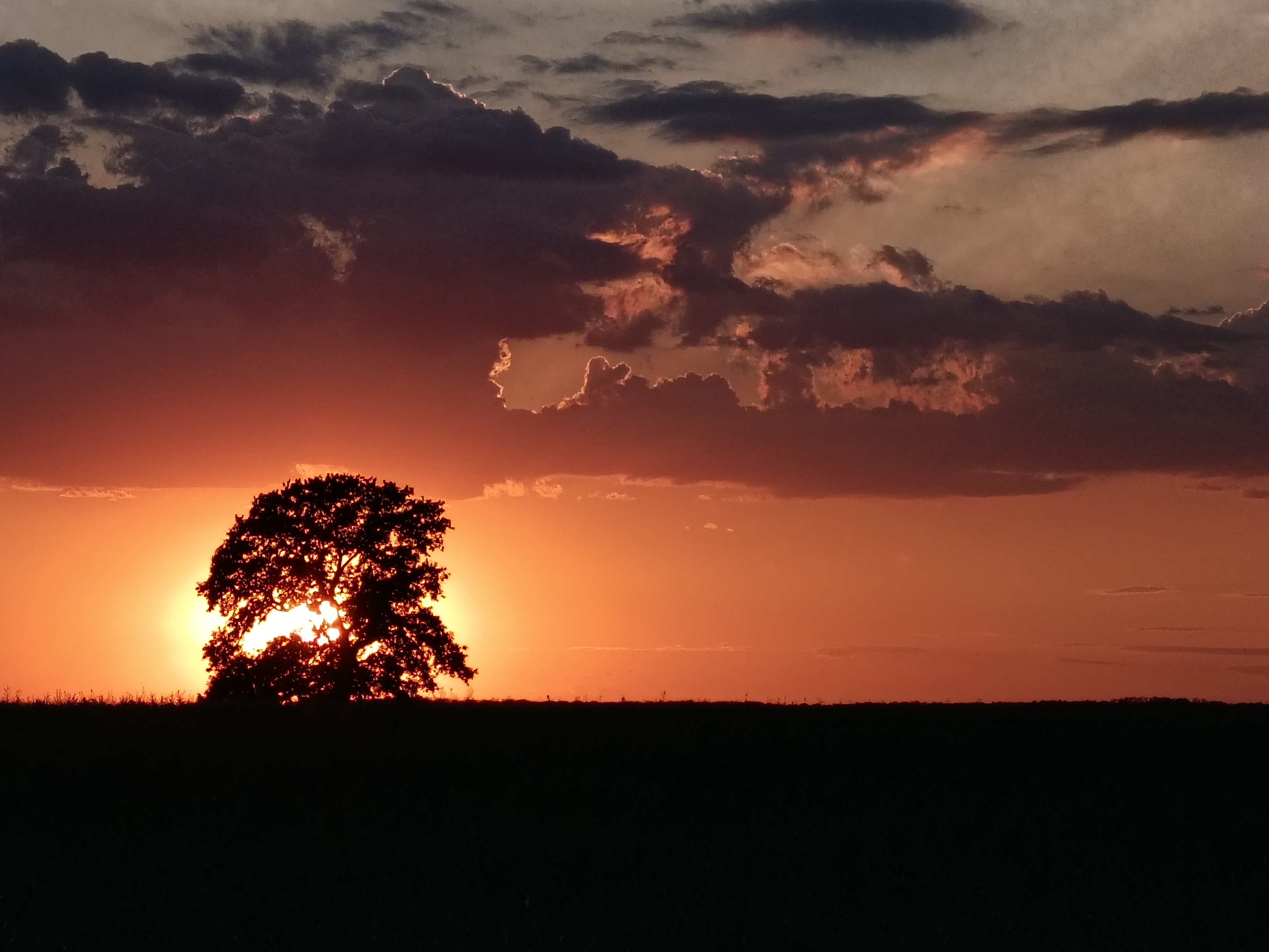 Apus cu copac in zona Frumusani